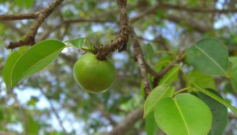 Cây Manchineel còn gọi là  cây táo tử thần mọc ở Nam Florida, Mỹ, chứa chất kịch độc từ thân cây, lá đến quả. (ảnh: Mother nature network)